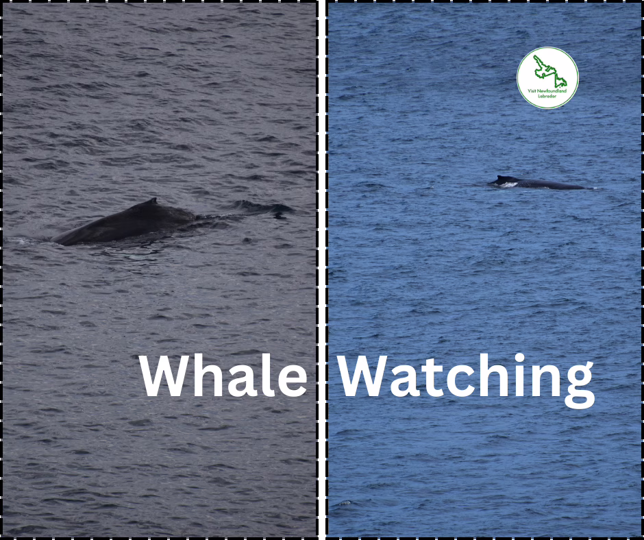 How to Spend 5 Weeks in NL A Senior-Friendly Travel Guide