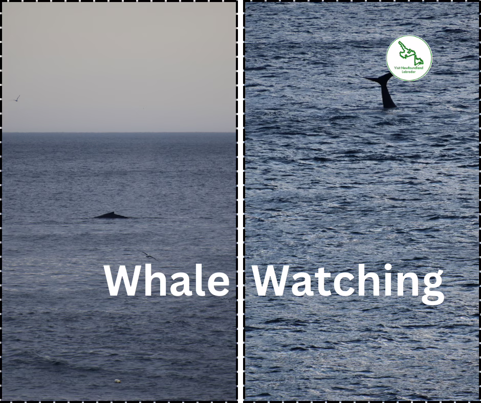 Book The Most Exciting Whale Watching Tours In Newfoundland