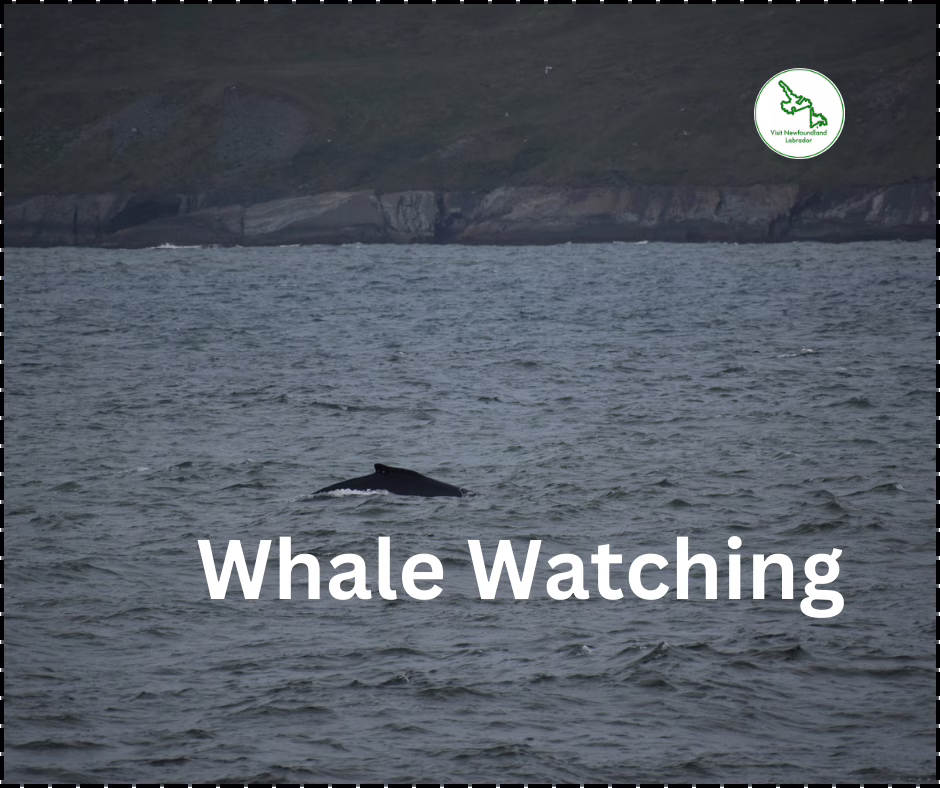 Things to Do in St. John’s
