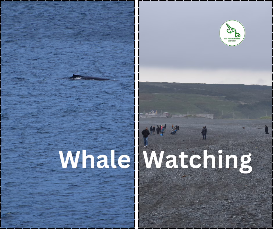 Whale watching tours in Newfoundland in July