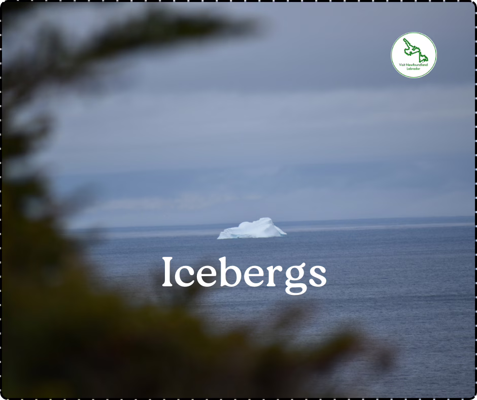 Discover Twillingate Culinary Gems Savor Delectable Dishes