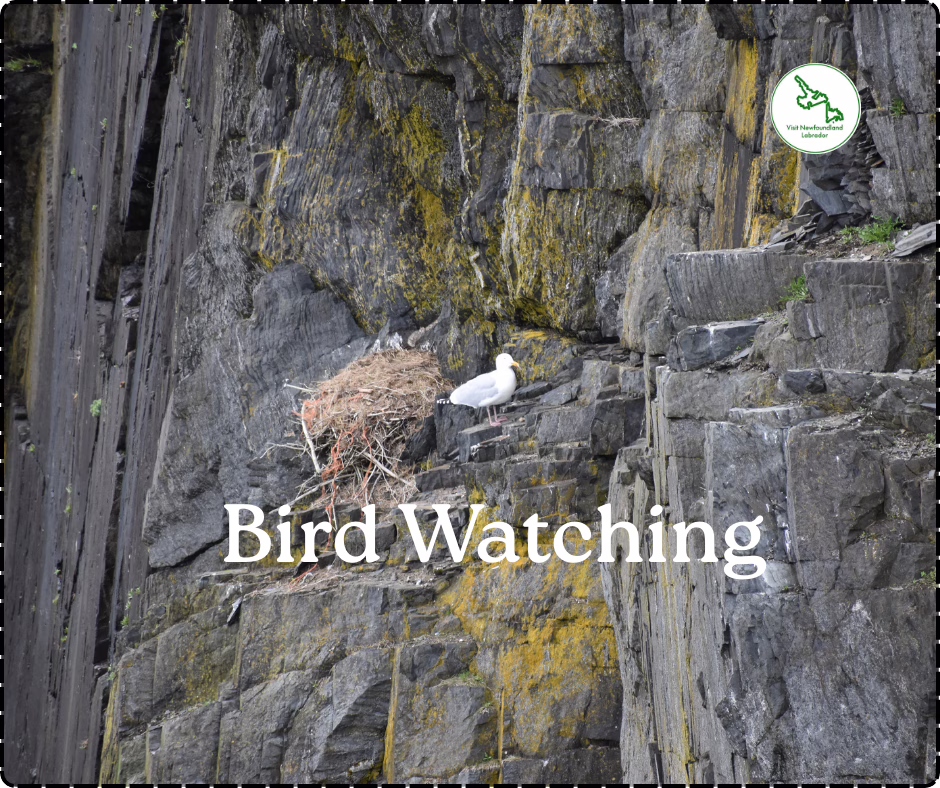 Bird The Rock
Top 10 Hidden Gems in Newfoundland and Labrador That You’ve Probably Never Heard Of
