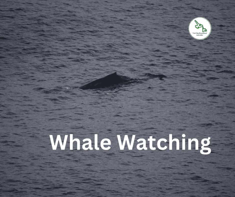 Whale Watching in Newfoundland and Labrador Top Locations and Tips
