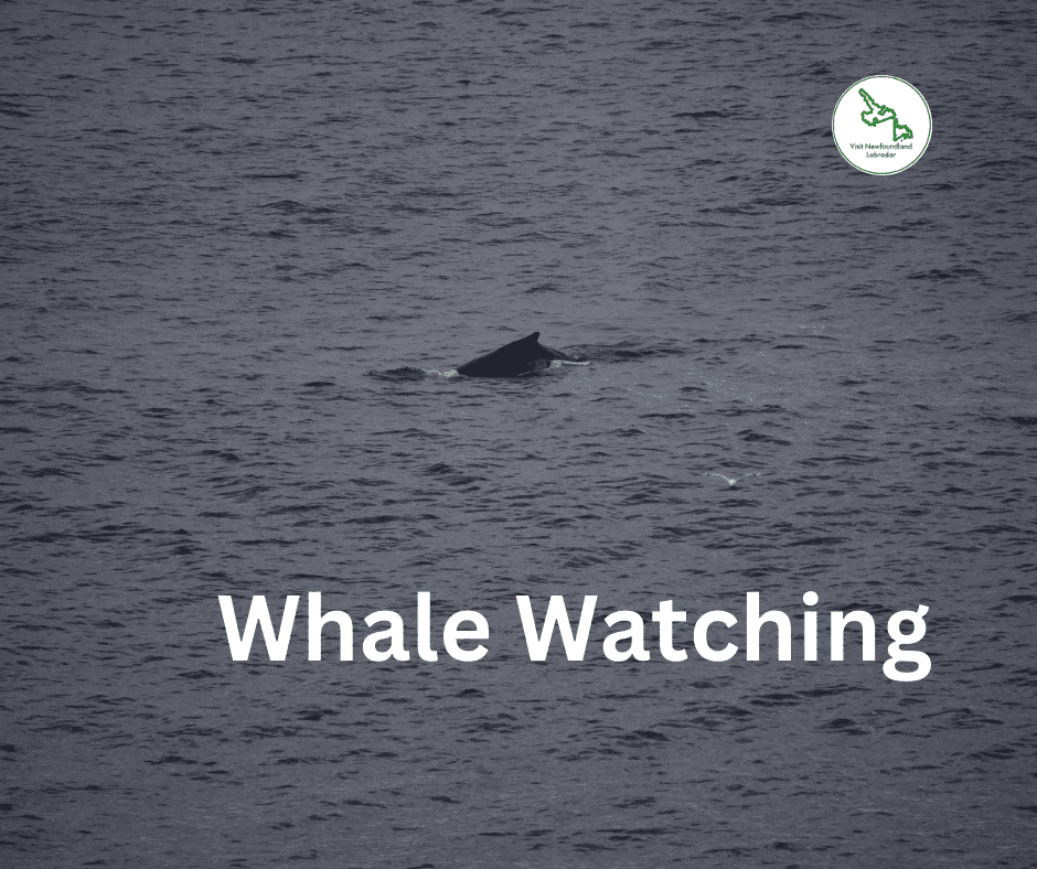 Whale Watching in Newfoundland and Labrador Top Locations and Tips