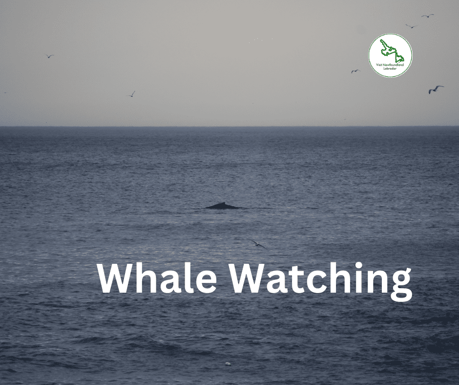 Whale Watching in Newfoundland and Labrador Top Locations and Tips