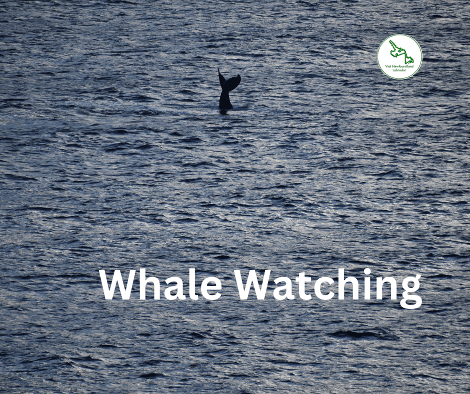 Whale Watching in Newfoundland and Labrador Top Locations and Tips