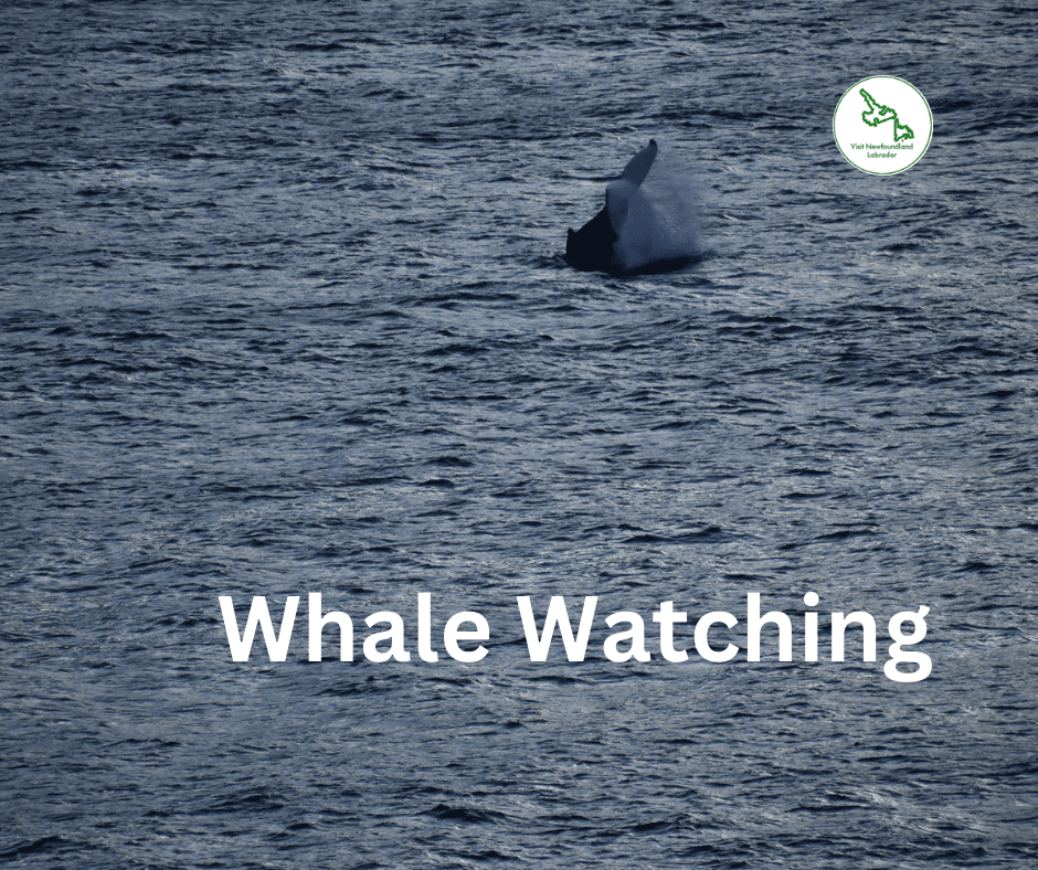 Whale Watching in Newfoundland and Labrador Top Locations and Tips