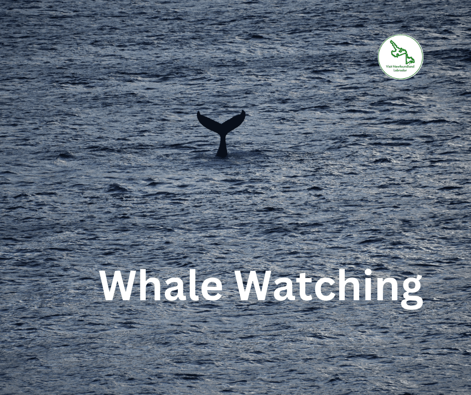 Whale Watching in Newfoundland and Labrador Top Locations and Tips