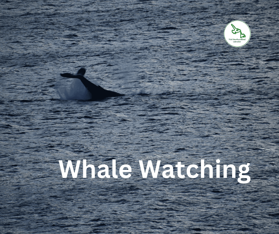 Whale Watching in Newfoundland and Labrador Top Locations and Tips