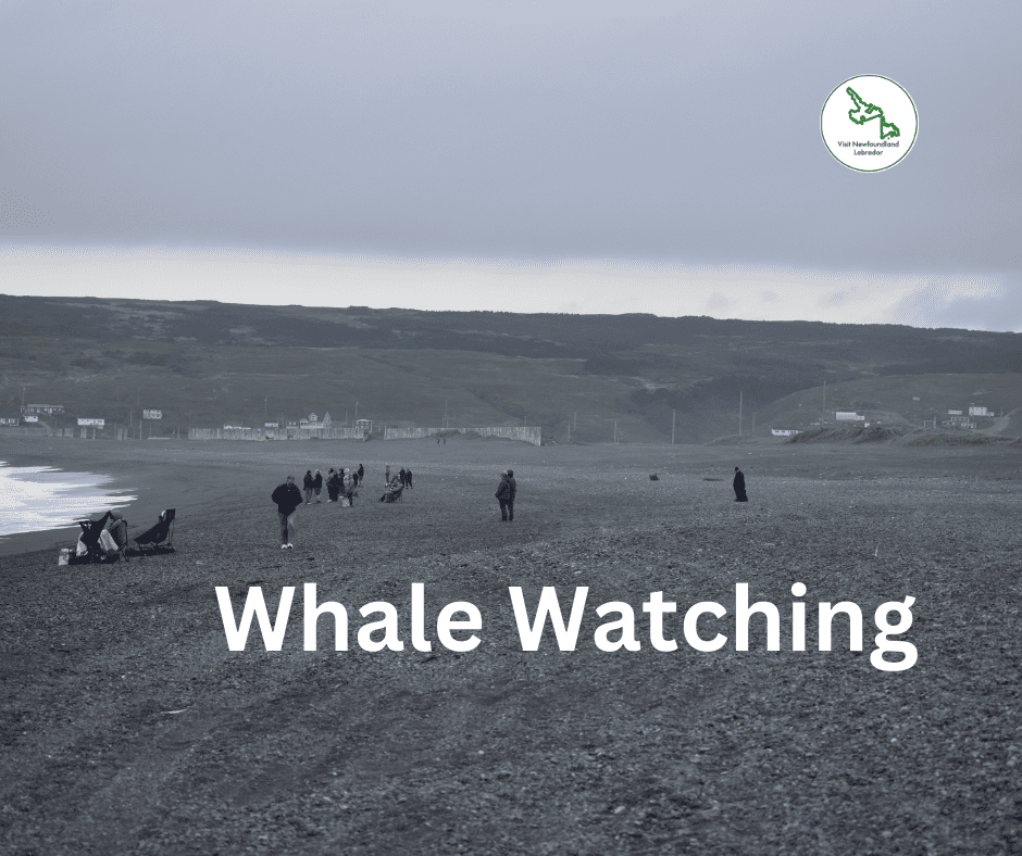 Whale Watching in Newfoundland and Labrador Top Locations and Tips