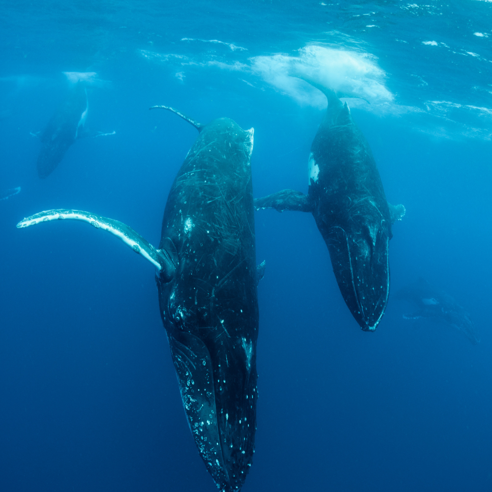 Red Bay National Historic Site Basque whaling UNESCO World Heritage Labrador