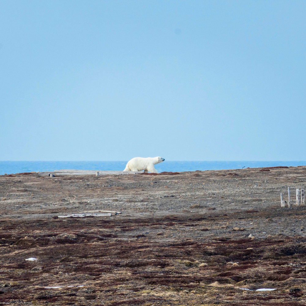 Arctic boat tour wilderness fjord Labrador expedition