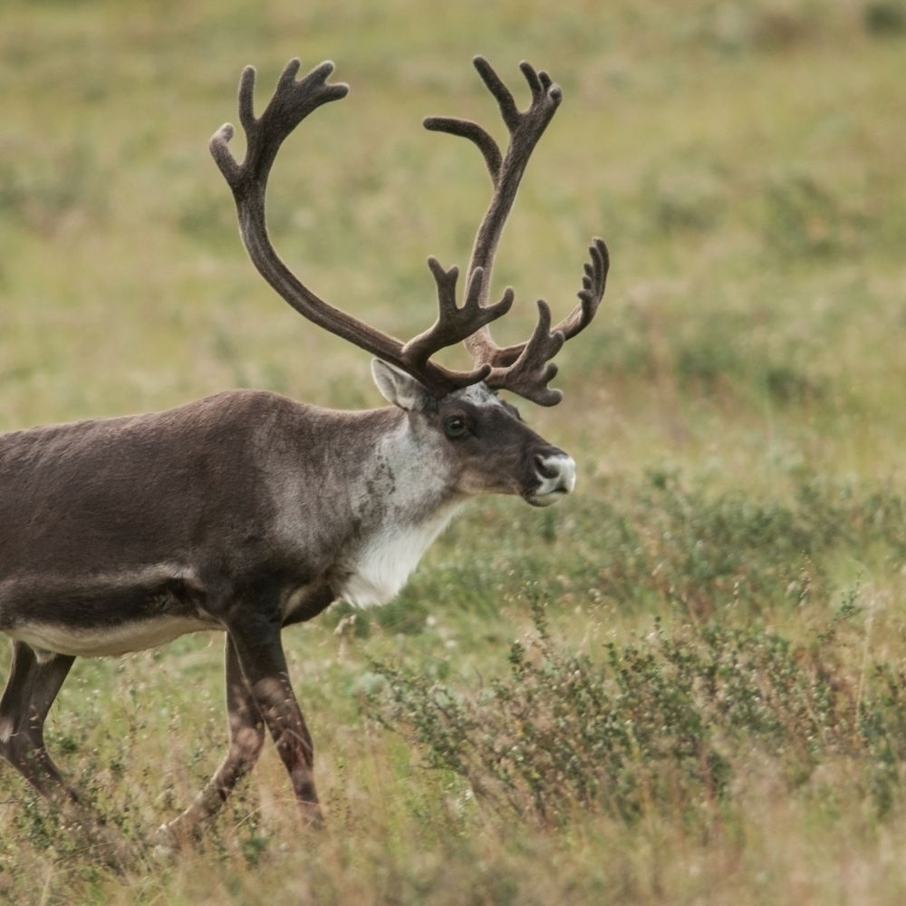 Remote coastal community Labrador fishing village