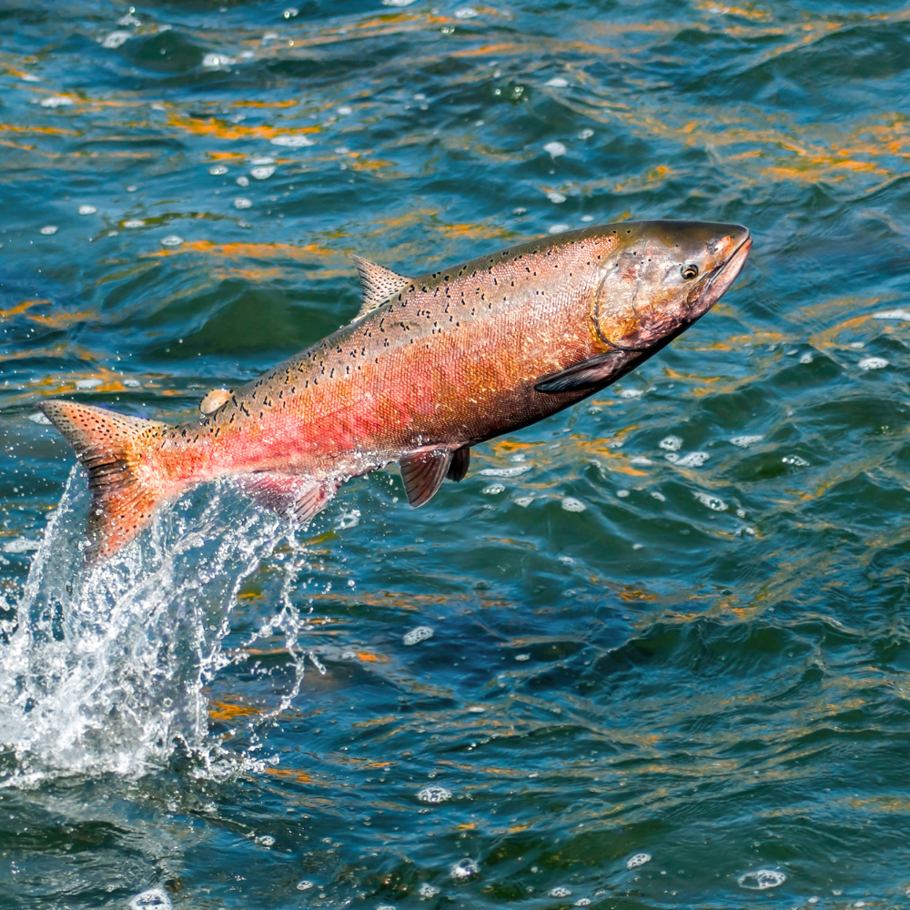 Outdoor wilderness adventure Labrador wilderness expedition