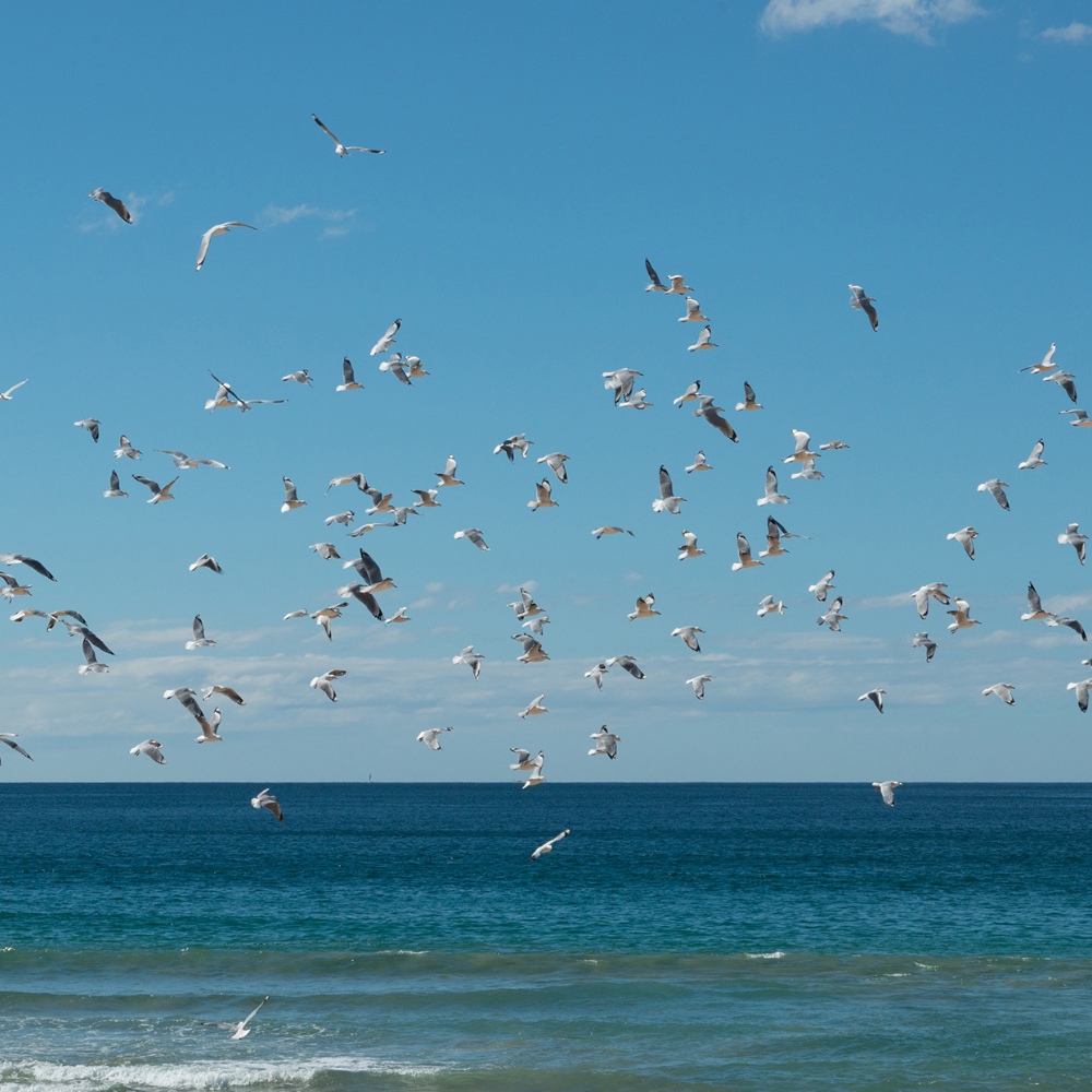 Seabirds nesting Labrador cliffs bird watching wildlife