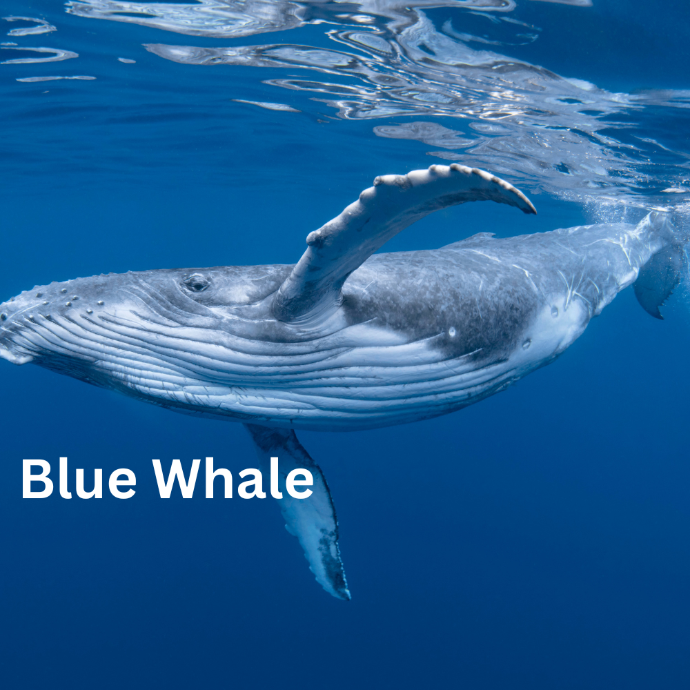 Whale watching Trinity Bay Newfoundland humpback whales Sea of Whales Adventures Trinity Eco-Tours