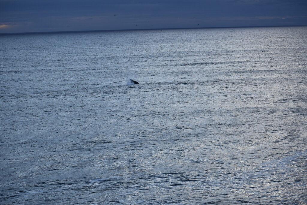 Humpback whale returning to the water after breaching off Cape Spear, Newfoundland — the iconic acrobatic behaviour that makes humpbacks the star species of Newfoundland whale watching