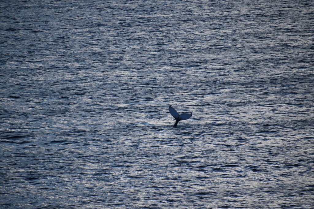Humpback whale fluke rising vertically from the Atlantic Ocean off Cape Spear, Newfoundland during peak summer whale watching season