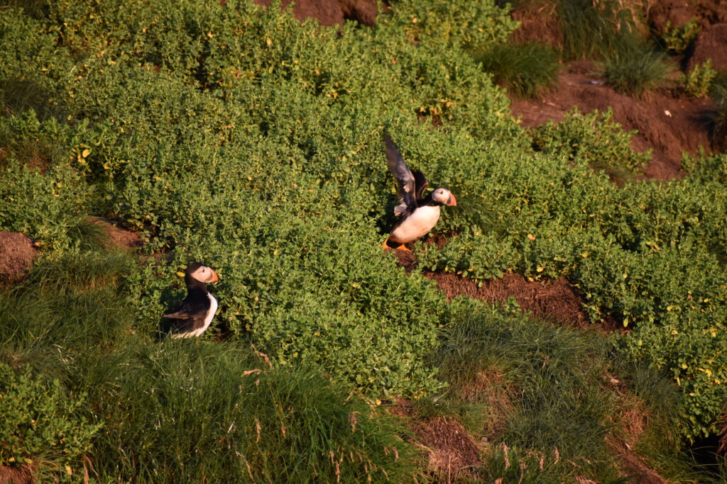 Wild Avalon Expeditions