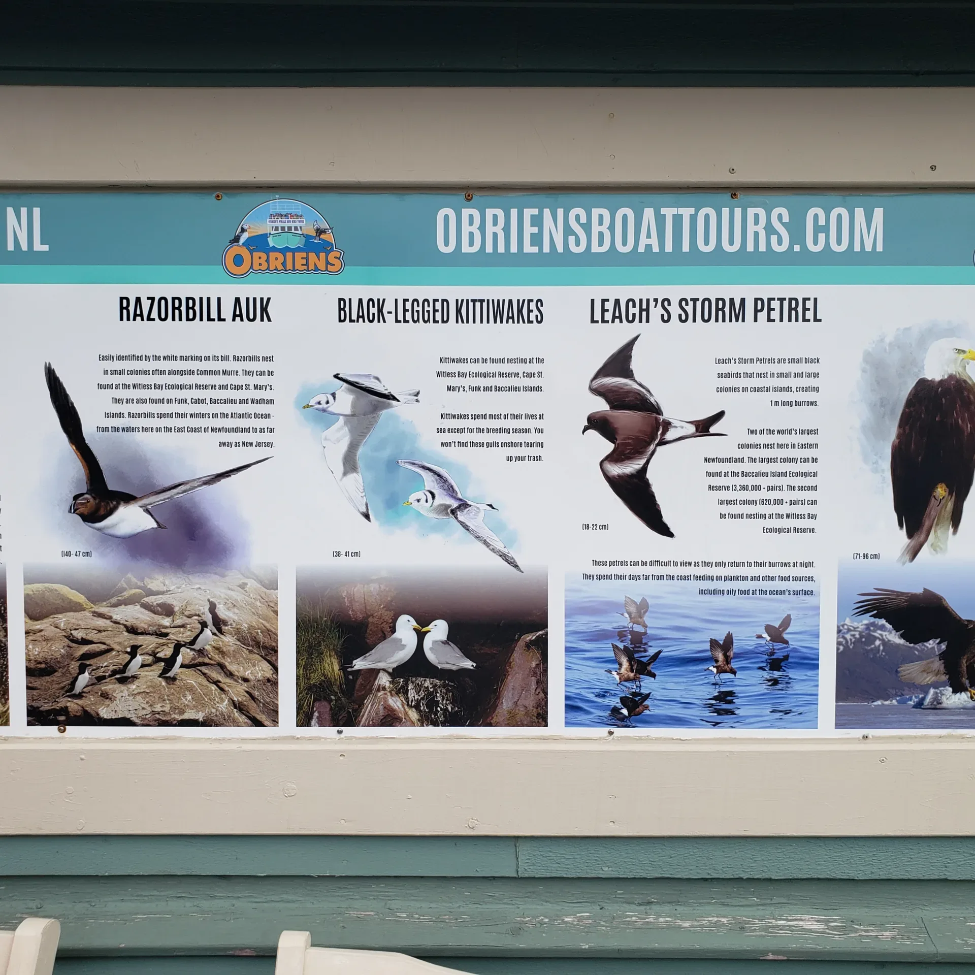 OBriens Whale and Bird Tours